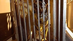 6 aslan ve 6 kaplan Polonya'da bir hayvanat bahçesine götürüldü