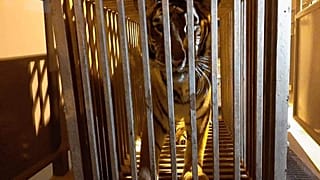 6 aslan ve 6 kaplan Polonya'da bir hayvanat bahçesine götürüldü