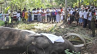 Sri Lanka'nın en kutsal fili Nadungamuwa Raja