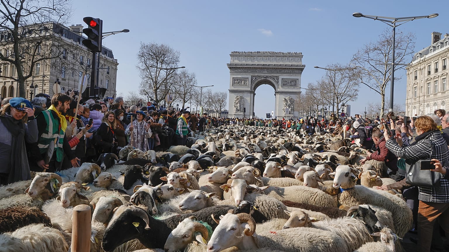 Champs-Elysees'yi koyunlar 'istila etti'  