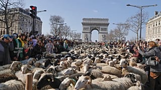 Champs-Elysees'yi koyunlar 'istila etti'