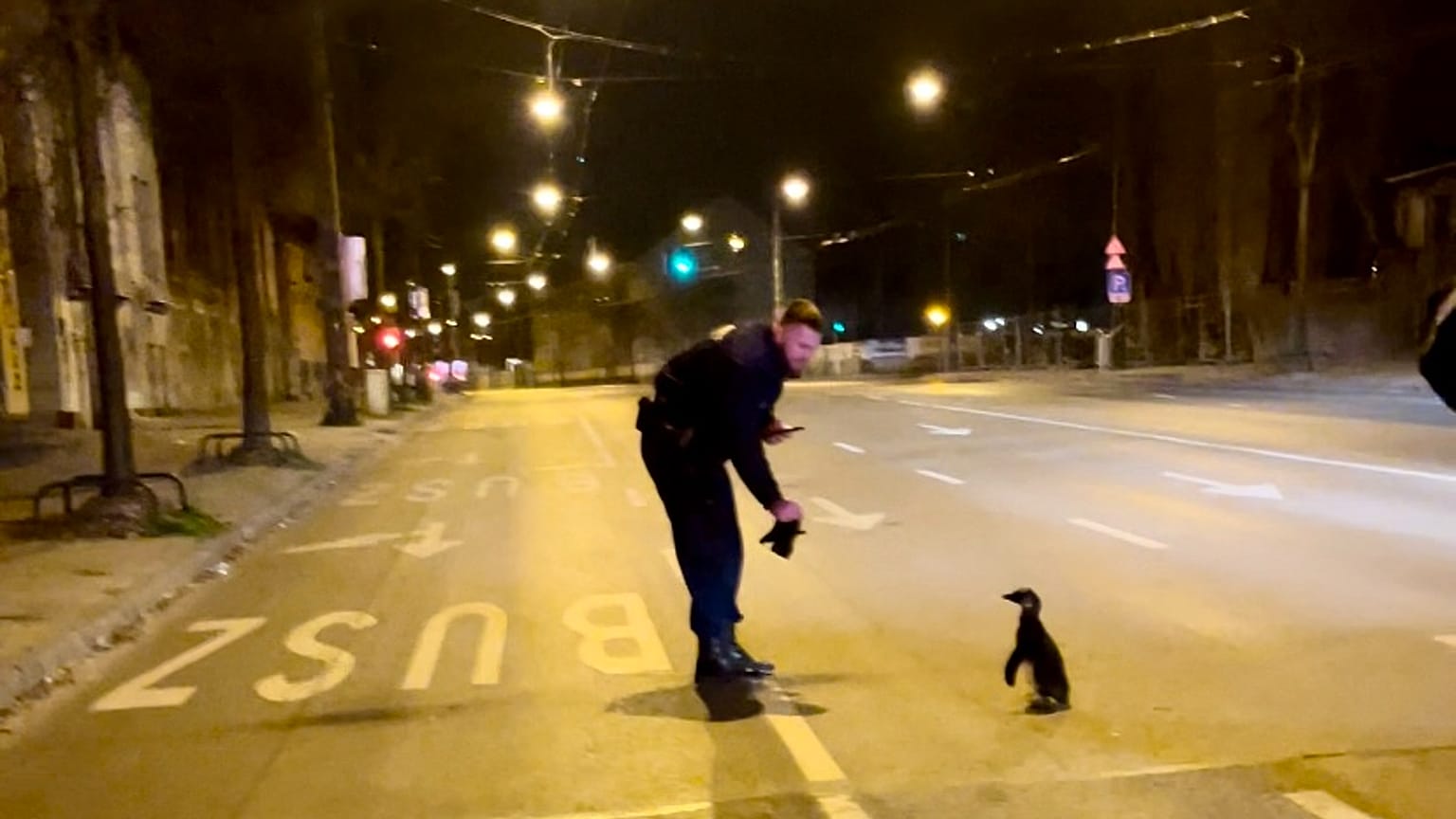 The young penguin was found in the centre of Budapest on Wednesday.