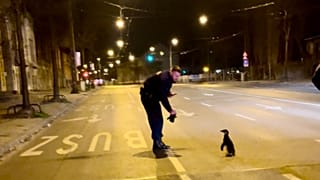 The young penguin was found in the centre of Budapest on Wednesday.