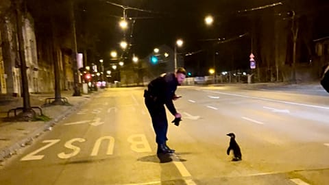 The young penguin was found in the centre of Budapest on Wednesday.
