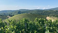 The Vineyards of Brda, Slovenia