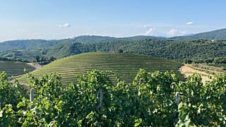 The Vineyards of Brda, Slovenia