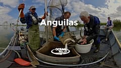 Leyes y medidas urgentes para salvar de la desaparición a la increíble anguila europea