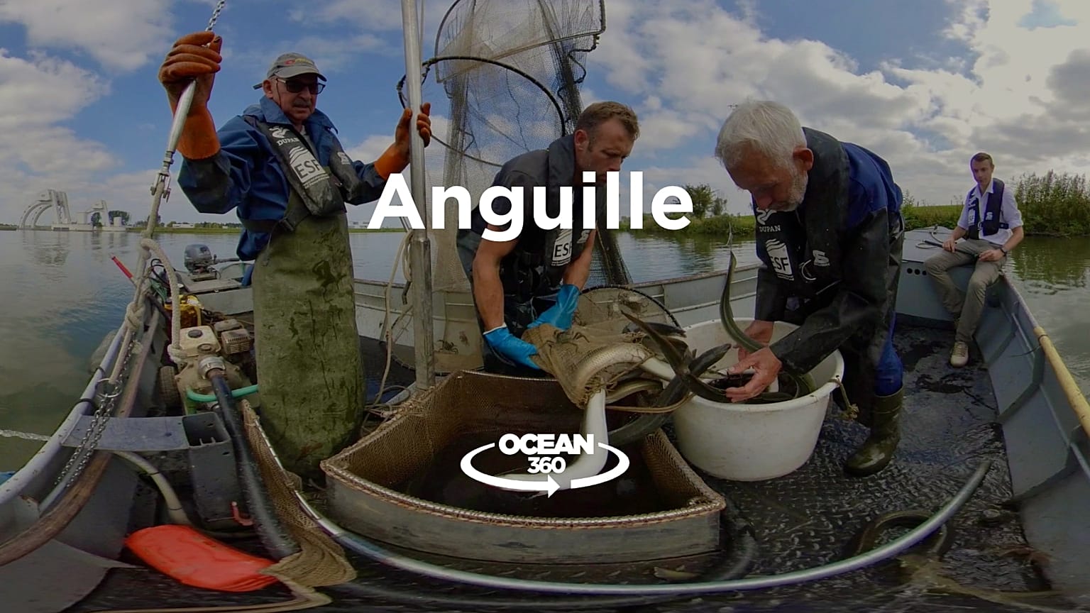 Cosa bisogna fare per preservare le anguille?