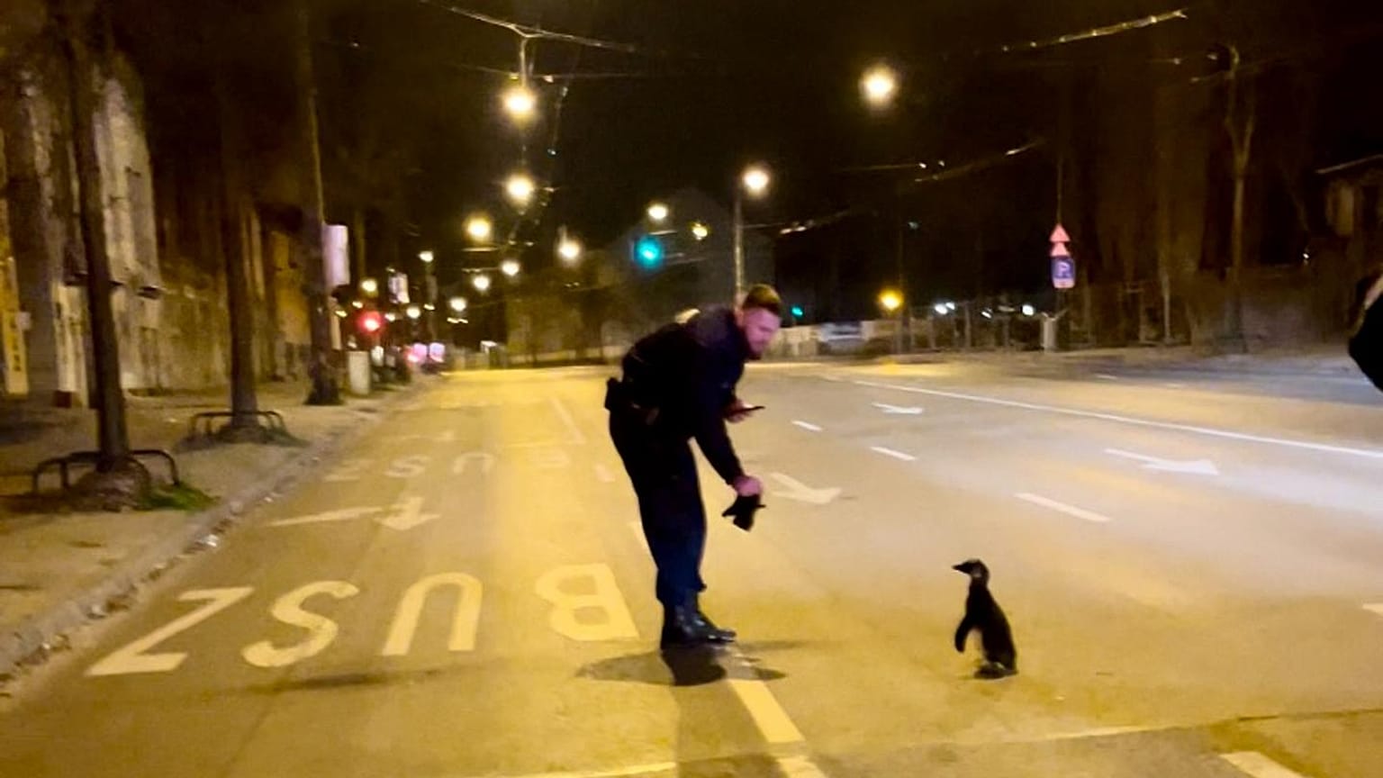 Budapeşte sokaklarında penguen 