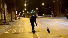 Budapeşte sokaklarında penguen 