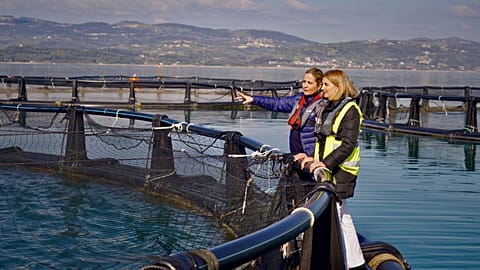 In Europe, less than 25% of aquaculture staff are female. But "Kefalonia Fisheries", one of the leading farmed fish producers in Greece, is almost entirely managed by women.