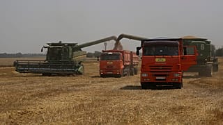 Ernte im russischen Tbilisskaja (Aufnahme vom 21. Juli 2021)