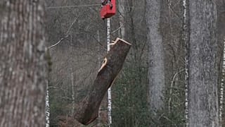 The logs are being transported by aerial cable to protect the forest floor from the impact of tractors and to enable skidding in winter.