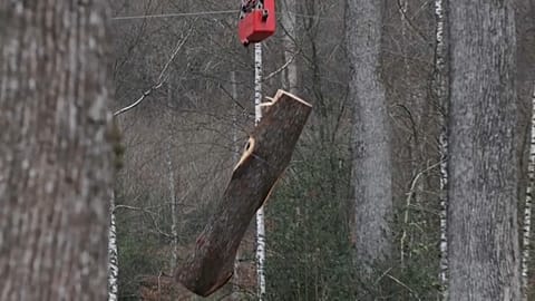 The logs are being transported by aerial cable to protect the forest floor from the impact of tractors and to enable skidding in winter.