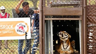 El veterinario Amir Khalil, mira al tigre mientras es liberado, 12/3/2022, Belén, Sudáfrica