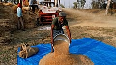 Hindistan'ın Uttar Pradesh eyaletinde buğday hasadı