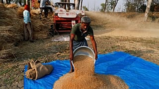 Hindistan'ın Uttar Pradesh eyaletinde buğday hasadı