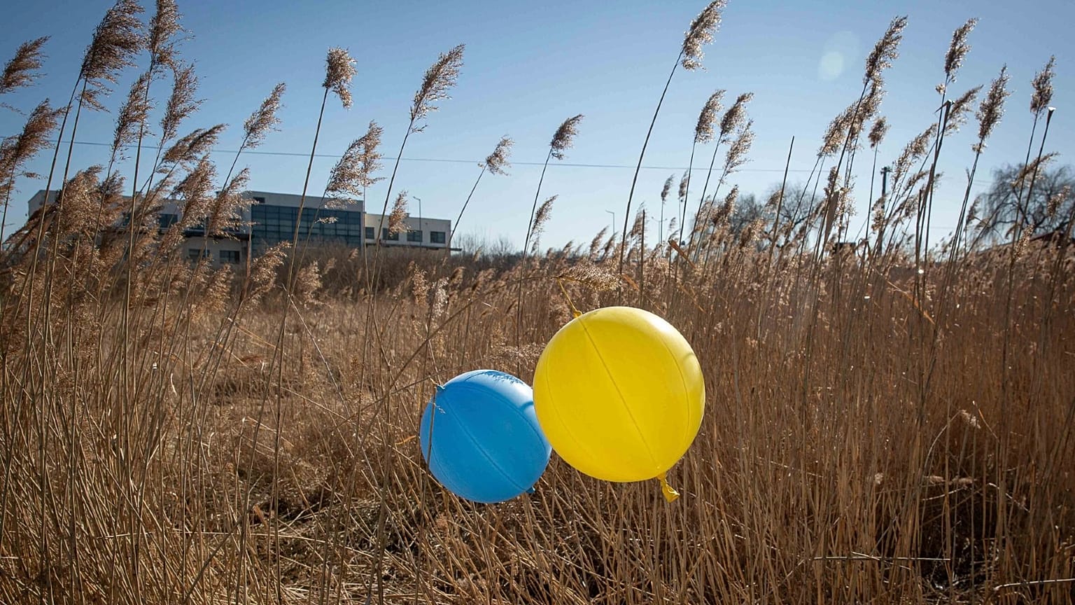 Balloons in colours of Ukrainian flag are placed in a field at the border crossing in Medyka, southeastern Poland, on March 11, 2022.