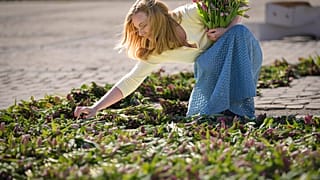 Eine Frau arrangiert Tulpensträuße auf dem Sophienplatz in Kiew, 18. März 2022.