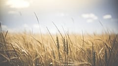 Getreide wird knapp
