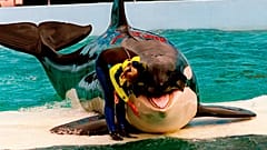 Trainer Marcia Hinton pets Lolita, a captive orca whale, during a performance at the Miami Seaquarium in Miami, March 9, 1995