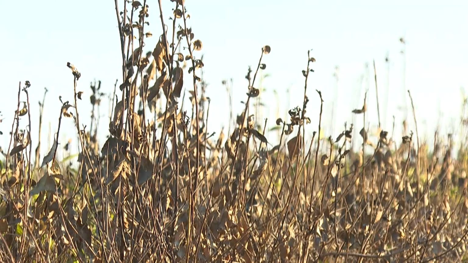 Plantas de hierba mate secas debido a la falta de lluvia y las altas temperaturas en el noreste de Argentina