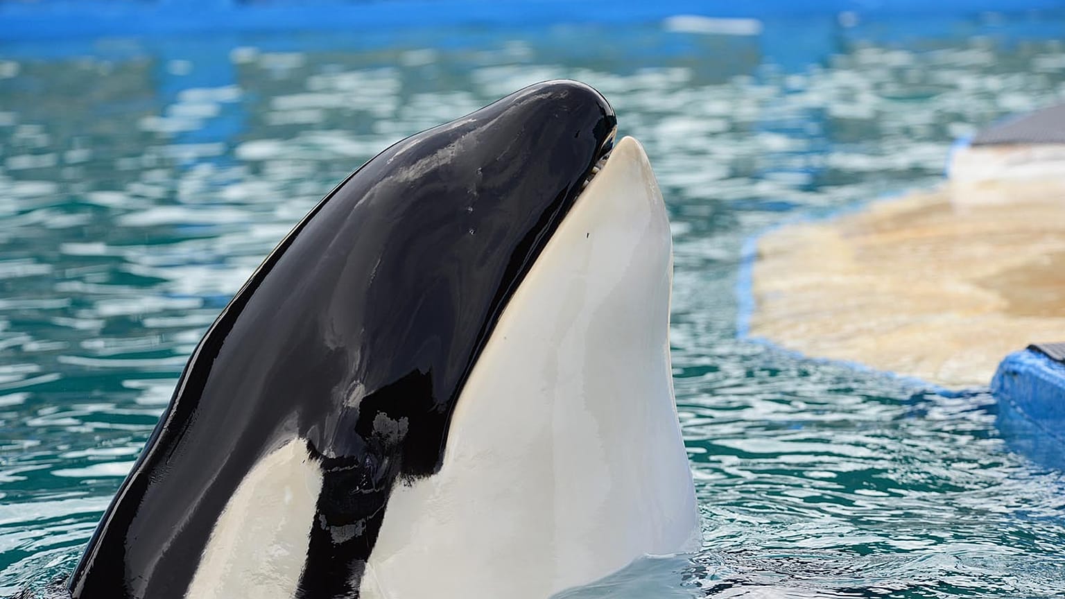 Der Orca Lolita im Miami Sequarium