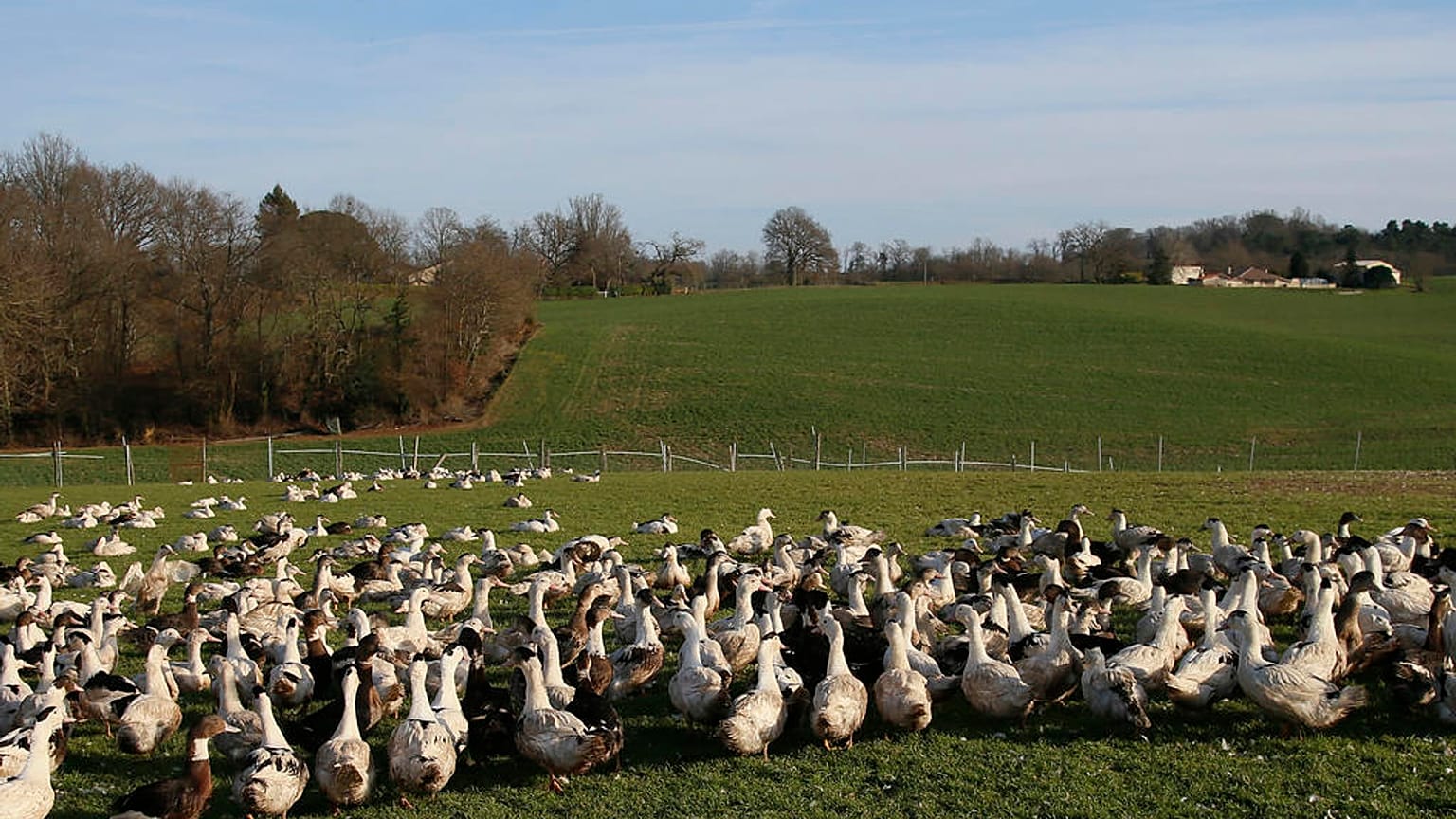 L'influenza aviaire est une maladie infectieuse aiguë des oiseaux domestiques et sauvages.