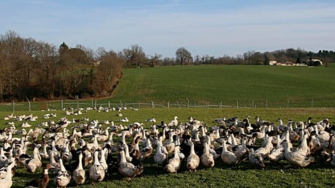 Bird populations have been suffering in recent years from avian flu