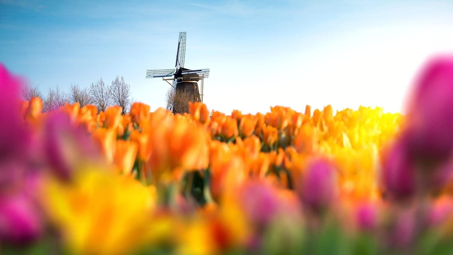 The Netherlands is known as the land of tulips and windmills
