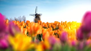 The Netherlands is known as the land of tulips and windmills