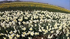 Niemand wird diese Blumen pflücken.