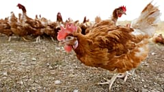 La grippe aviaire menace la France : 10 millions de volailles abattues