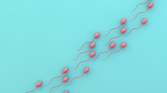 Une pilule s'avère capable de rendre temporairement stériles des souris, les chercheurs espèrent commencer les essais sur l'homme plus tard dans l'année ...