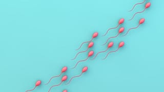 Une pilule s'avère capable de rendre temporairement stériles des souris, les chercheurs espèrent commencer les essais sur l'homme plus tard dans l'année ...