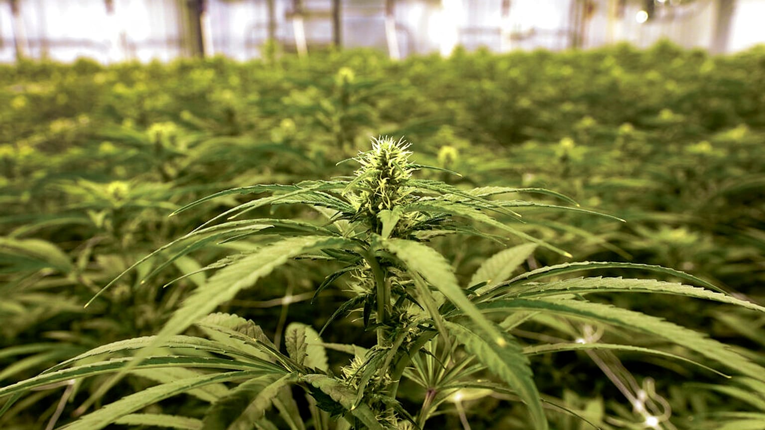 Cannabis plants growing at an indoor True North Collective facility are shown in Jackson, Mich., Wednesday, March 2, 2022. Malta legalised cannabis in small amounts last year.
