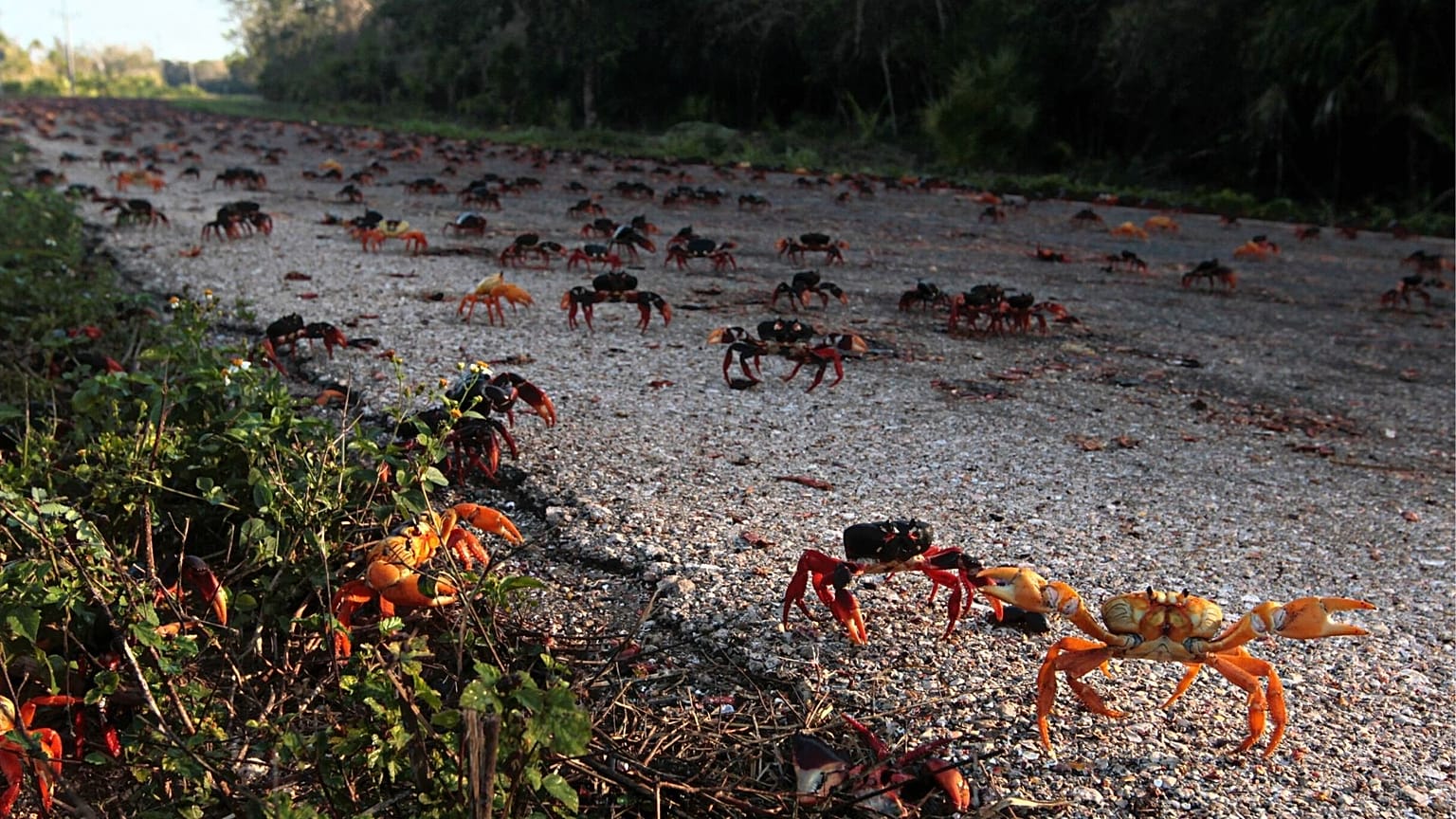 Crabs invade the beaches of Cuba after a pandemic-induced recovery.