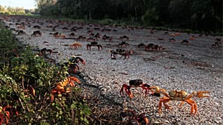 Crabs invade the beaches of Cuba after a pandemic-induced recovery.