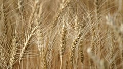 قمح جاهز للحصاد بالقرب من موسكو. 2020/08/18