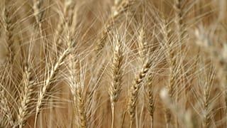 قمح جاهز للحصاد بالقرب من موسكو. 2020/08/18