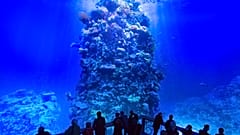 Panoramakunstwerk "Great Barrier Reef" des Künstlers Yadegar Asisi in Leipzig, 2015