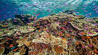 De petits poissons se mettent en banc dans les eaux du Ribbon Reef No 10 près de Cairns, en Australie (septembre 2017).