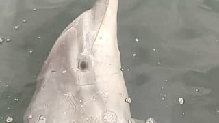 El delfín Manoliño se acerca a un kayak en la Ría de Noia y Muros, en Galicia, España, el 27 de marzo de 2022