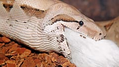 مار بوآ