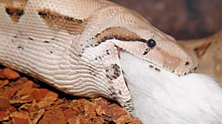 مار بوآ
