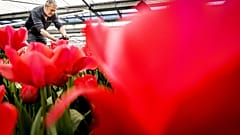 An employee gives the final touch to the flowerbeds at Keukenhof flower park in Lisse, Netherland. The park reopened after two seasons of limited access due to the pandemic