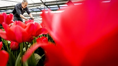 An employee gives the final touch to the flowerbeds at Keukenhof flower park in Lisse, Netherland. The park reopened after two seasons of limited access due to the pandemic