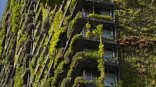 Pflanzen an einem Haus