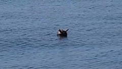 Seemine im Schwarzen Meer