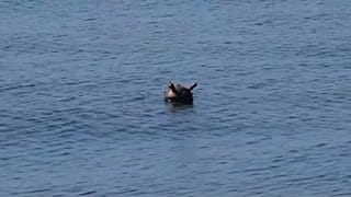 Seemine im Schwarzen Meer
